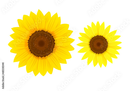 Fototapeta Naklejka Na Ścianę i Meble -  Sunflowers