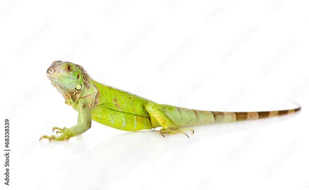 Naklejka premium green iguana in profile. isolated on white background