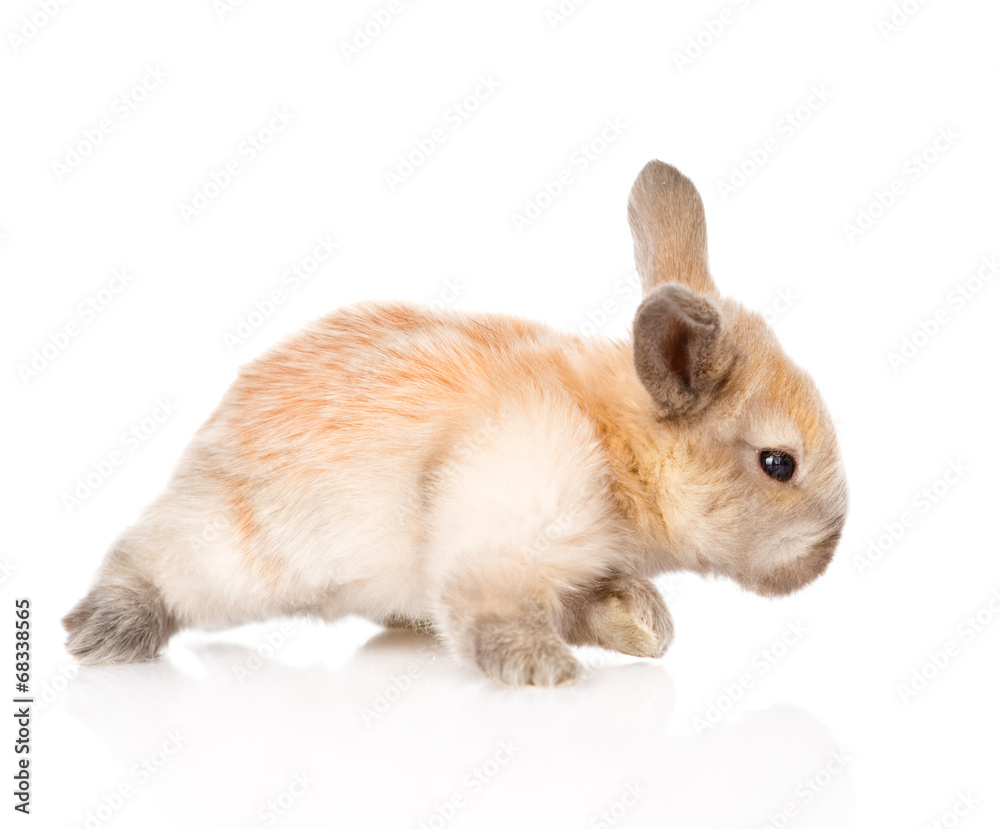 Obraz premium newborn rabbit walking. isolated on white background