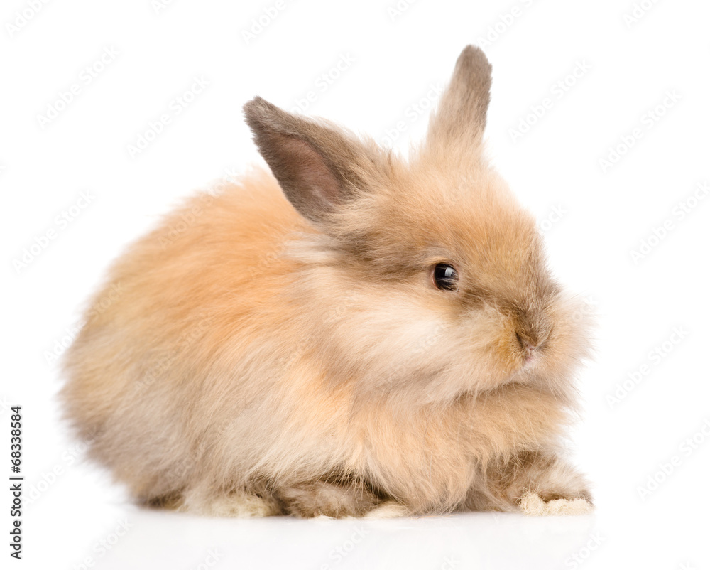Cute rabbit in profile. isolated on white background Cute rabbit in profile. isolated on white background
