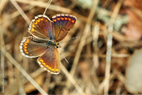 Morena serrana, aricia agestis, Sauceda, hurdes, España