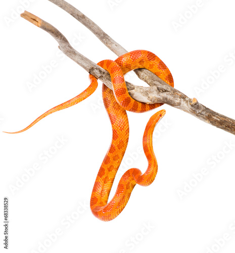 Creamsicle Corn Snake (Elaphe guttata guttata) on a dry branch.