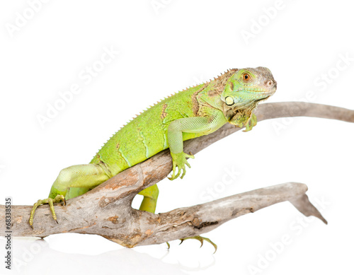 green agama crawling on dry branch. isolated on white background © Ermolaev Alexandr