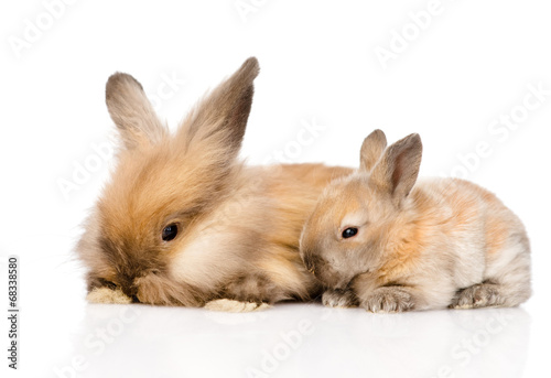 family of rabbits. isolated on white background