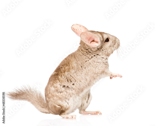 chinchilla standing on hind legs in profile. isolated on white b