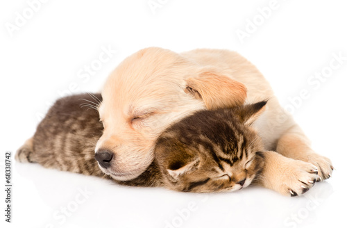 golden retriever puppy dog sleep with british kitten. isolated o © Ermolaev Alexandr