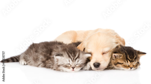 golden retriever puppy dog sleep with two british kittens. isola © Ermolaev Alexandr