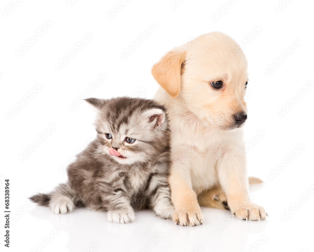 golden retriever puppy dog and british tabby cat sitting togethe