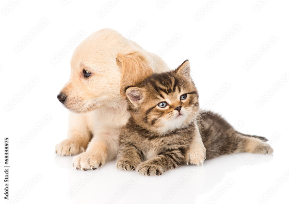 golden retriever puppy dog hugging british cat. isolated on whit