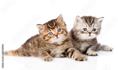 two british kittens looking at camera. isolated on white backgro