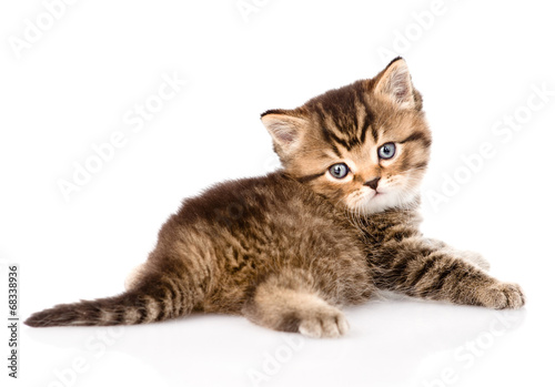baby british tabby kitten looking at camera. isolated on white b