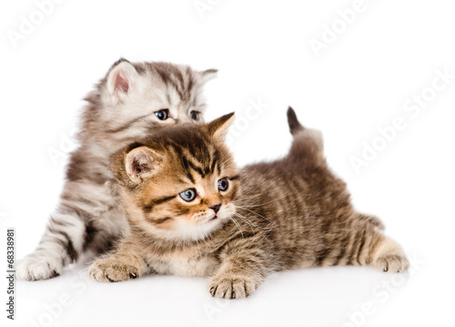 two tiny british kittens looking away. isolated on white backgro