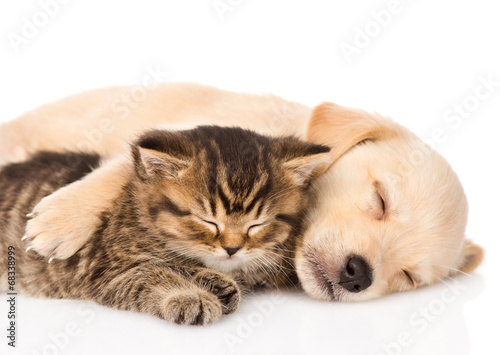 golden retriever puppy dog and british cat sleeping together. is