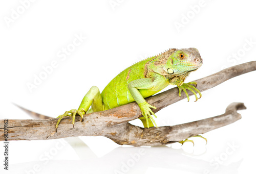 green agama crawling on dry branch. isolated on white background