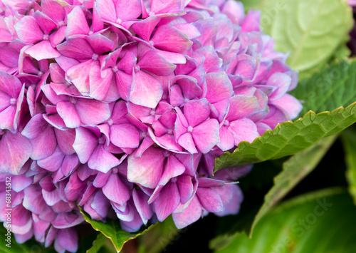 Tender hydrangea purple flower