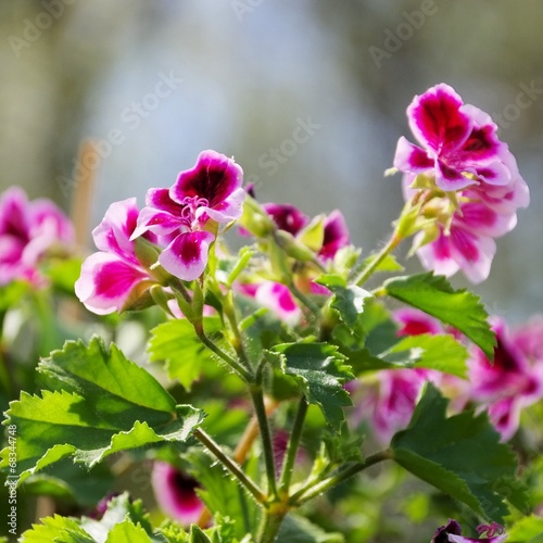 Fototapeta Naklejka Na Ścianę i Meble -  Geranie - Geranium 07