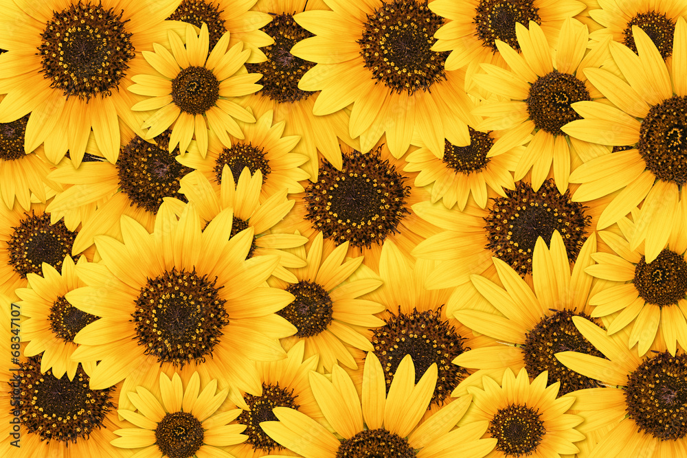 Naklejka premium Wild sunflower blossom background