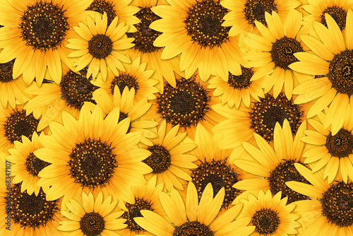 Obraz na plátně Wild sunflower blossom background
