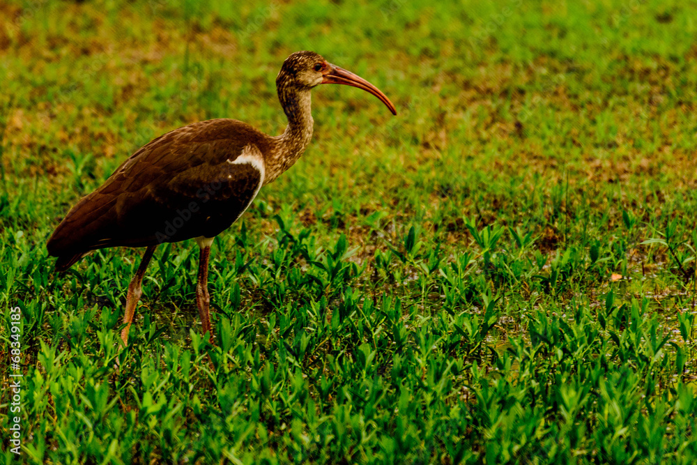 juvenile American White Ibis juvenile American White Ibis