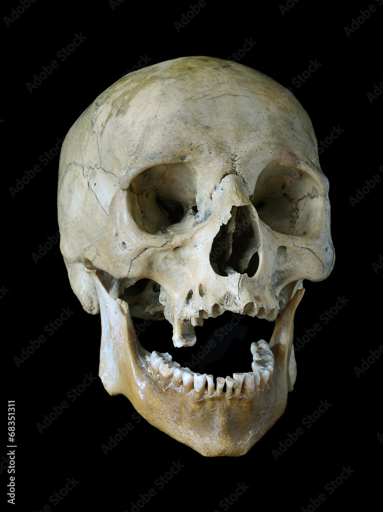 Old skull. Old skull.