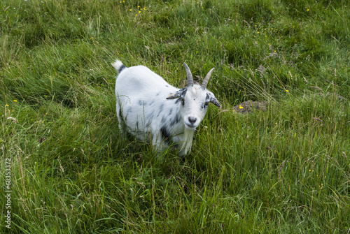 Pygmy goat