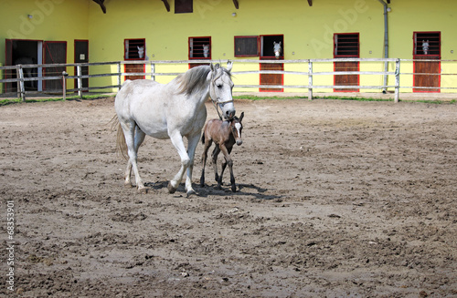 ranch with Lipizzaner horses