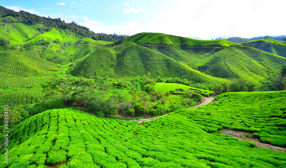 Tea Plantation Fields on the Mountain