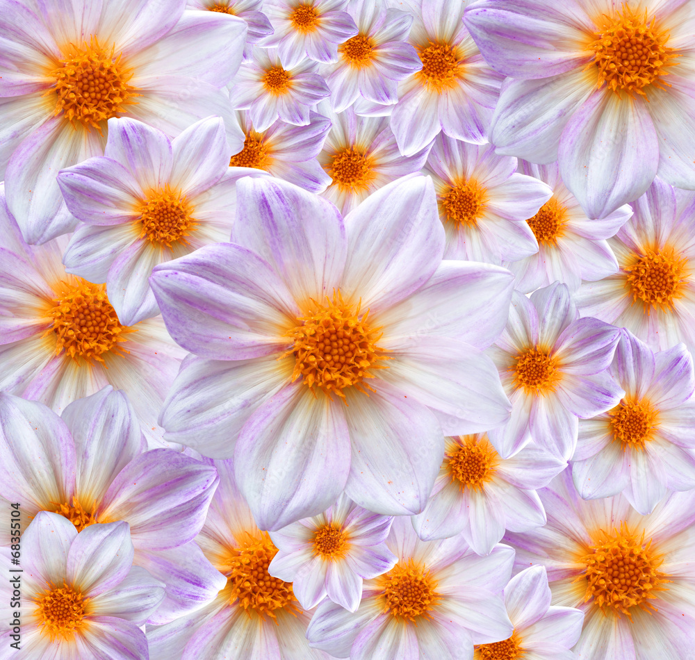 dahlia background texture