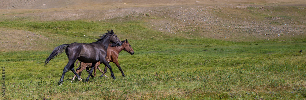 Horses on a summer pasture