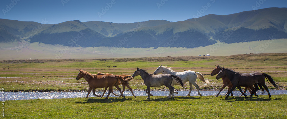 Naklejka premium Horses on a summer pasture