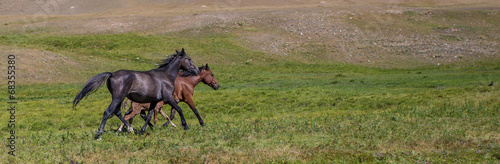 Horses on a summer pasture © Alexandr Vlassyuk