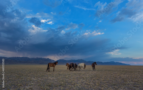 horses in the steppe © Alexandr Vlassyuk