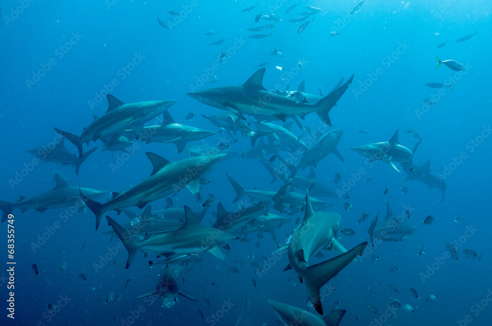 Naklejka premium Tiger Shark with blacktip sharks