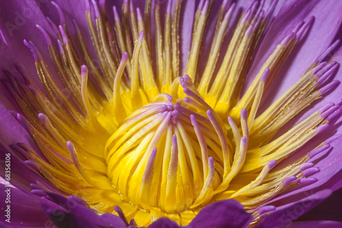 Beautiful pink lotus flower close-up