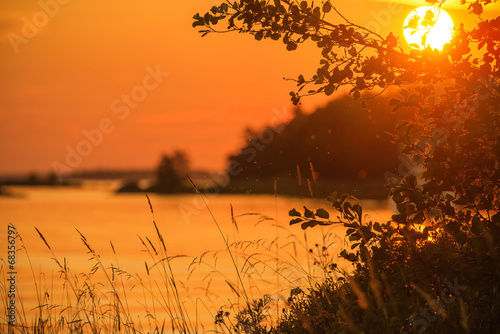 Sunset through aspen tree a...