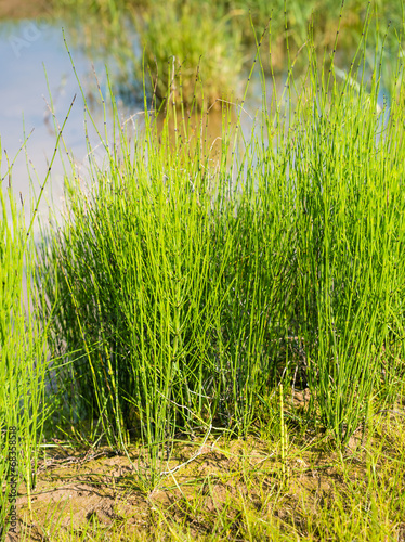 Field horsetail on the waterfront from close photo