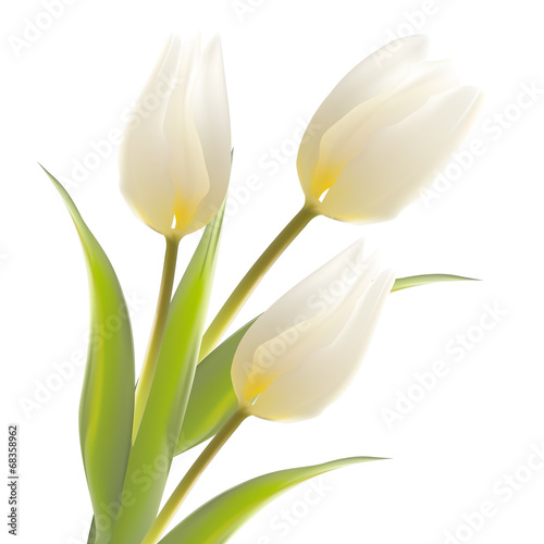 Tulip flower isolated over white.