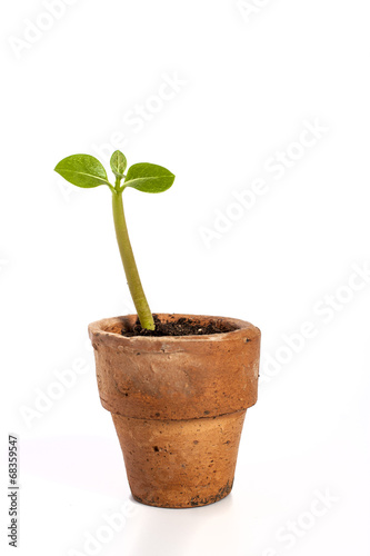 Seedling in clay pots