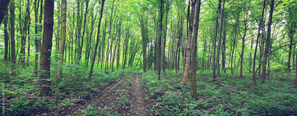 Fototapeta premium Forest