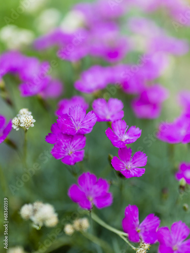Summer garden - pink perennial flowers in the garden