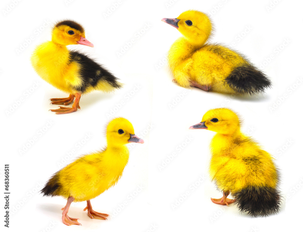 Fototapeta premium duckling