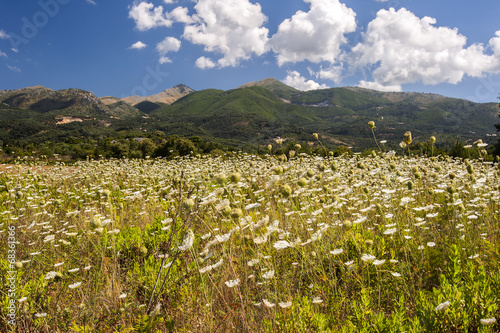 Wild flower filled meadows on Corfu island Greece