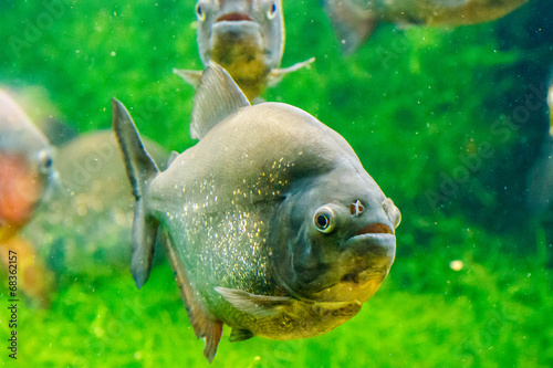 Piranha, Serrasalmus nattereri, Leeft in: Zuid-Amerika photo