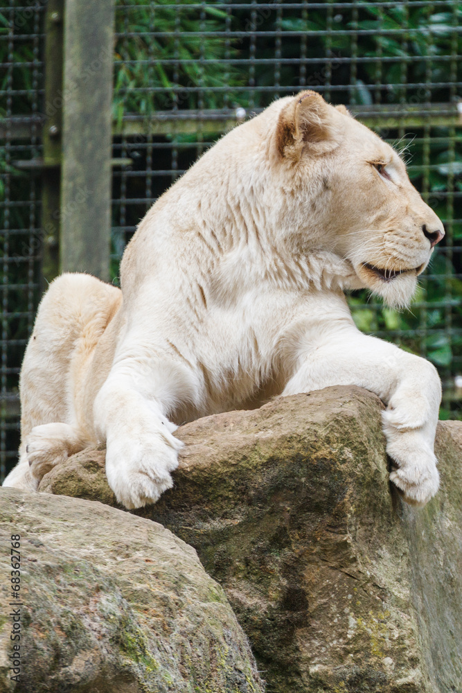 Obraz premium Witte Afrikaanse leeuwin