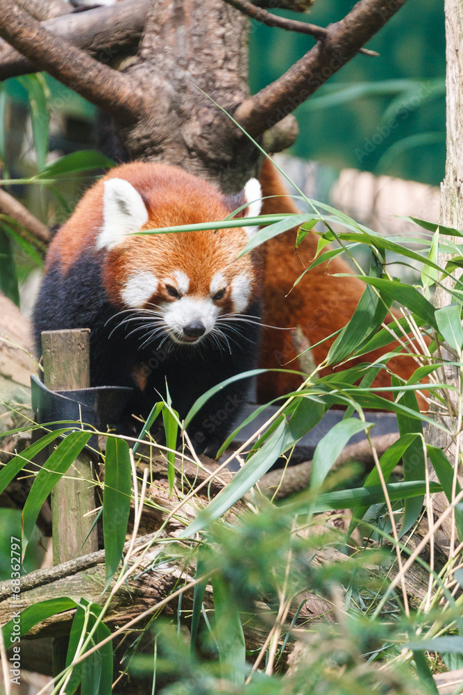 rode panda, Ailurus fulgens fulgens, Azië rode panda, Ailurus fulgens fulgens, Azië