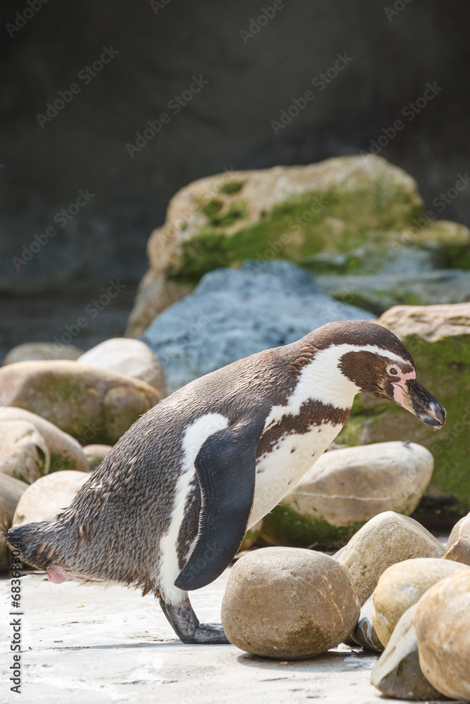 Fototapeta premium Humboldt pinguïn, Sphenicus humboldti, Zuid-Amerika