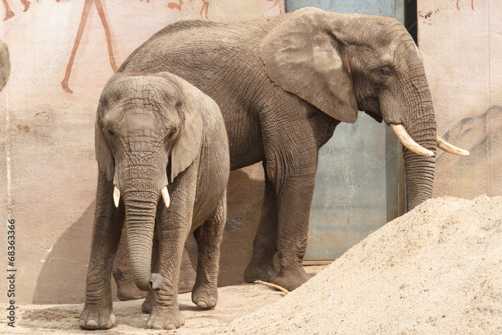 Fototapeta premium Afrikaanse olifant met kalf