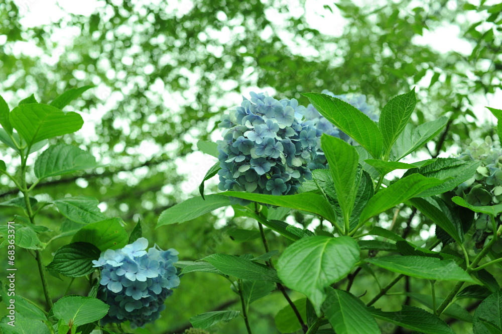 紫陽花 紫陽花