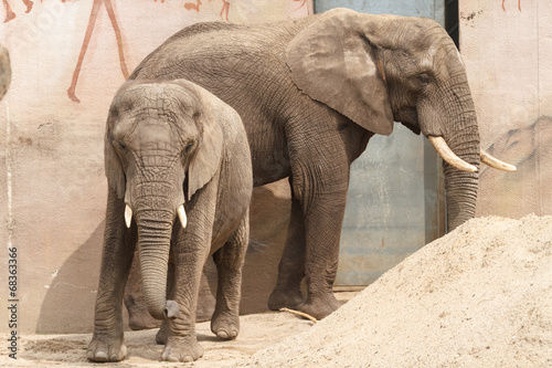 Afrikaanse olifant met kalf