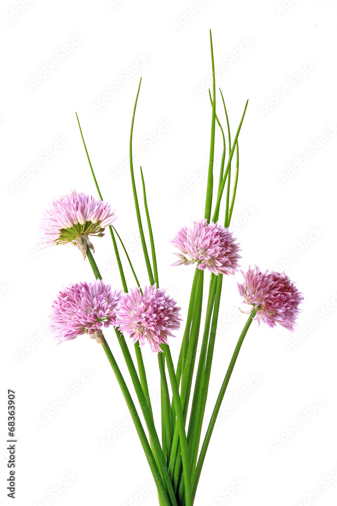 Obraz premium Schnittlauch (Allium schoenoprasum)